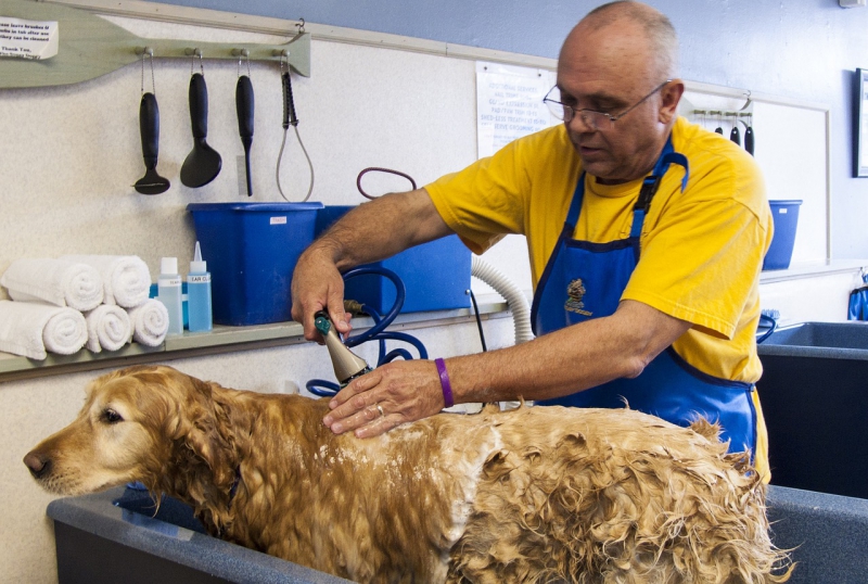 toiletteur-LA TRINITE-min_dog-bath-682169_1280